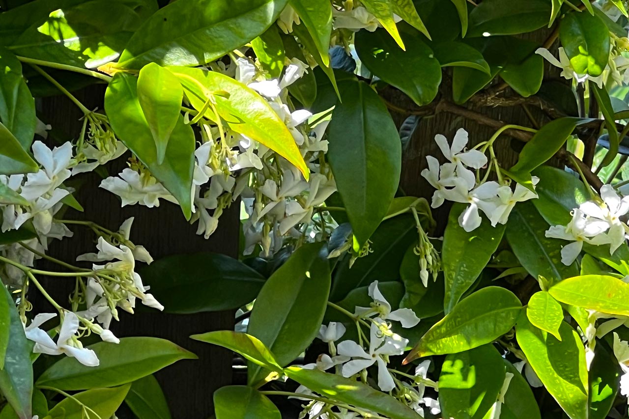 bloemen-helendetherapie